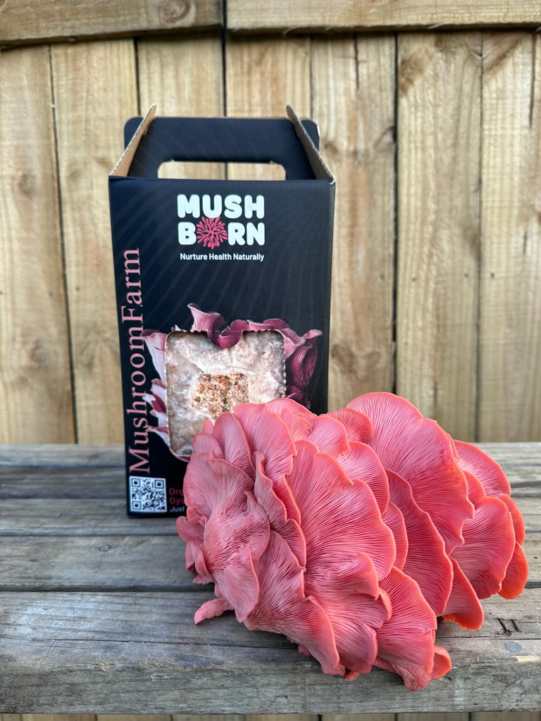 Pink oyster grow kit