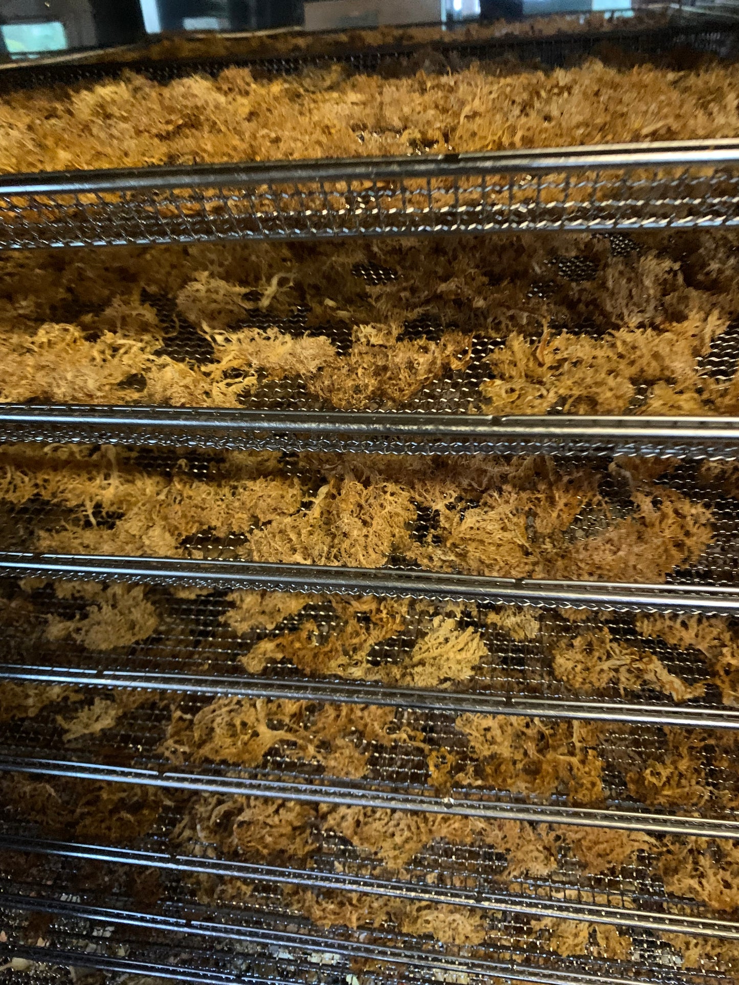 Lion’s Mane Extract