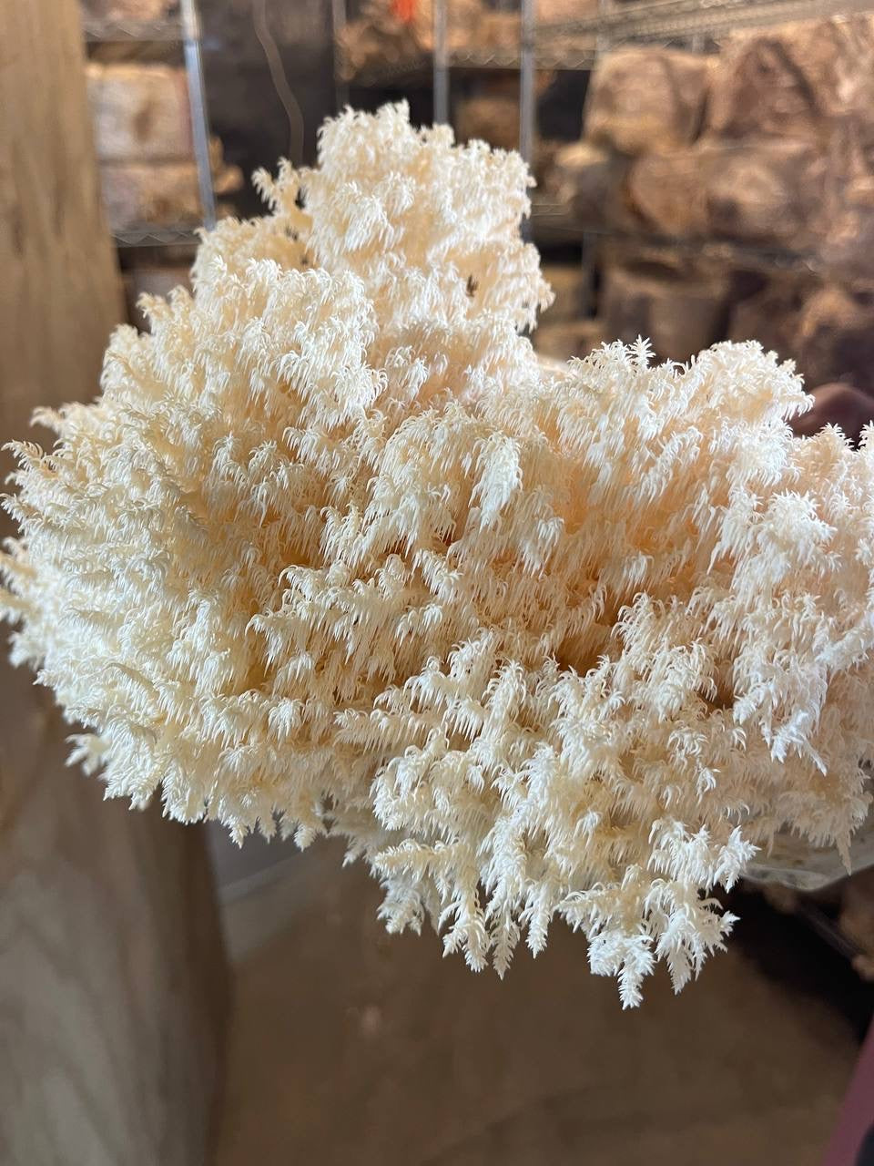 Lion’s Mane (Pekepeke-Kiore)