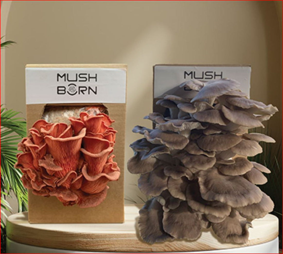 Oyster Mushroom Grow Kit