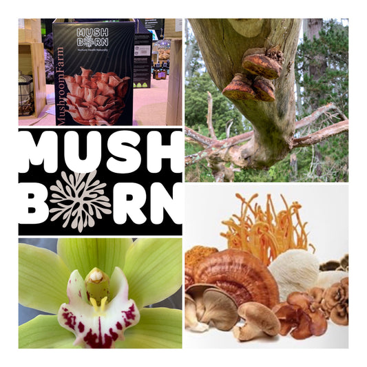 Mushborn: Unveiling the Adaptive Marvels of Mushrooms