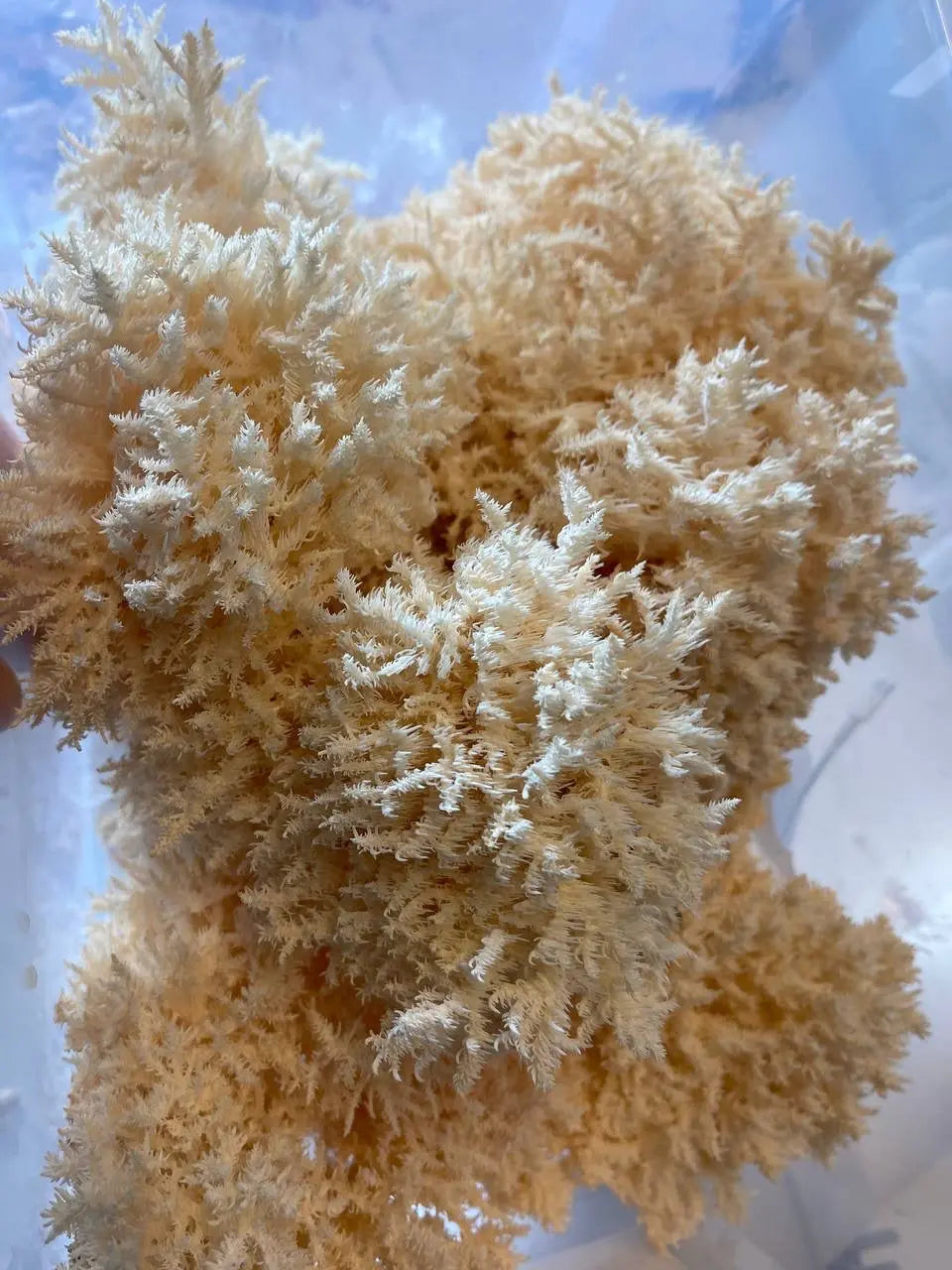 Lion's Mane Grow Kit