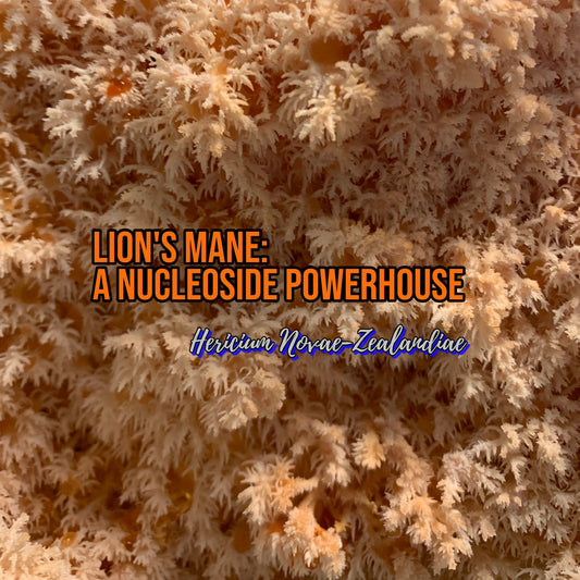 NZ Lion's mane is rich in nucleoside substitutes, crucial for cognitive functions