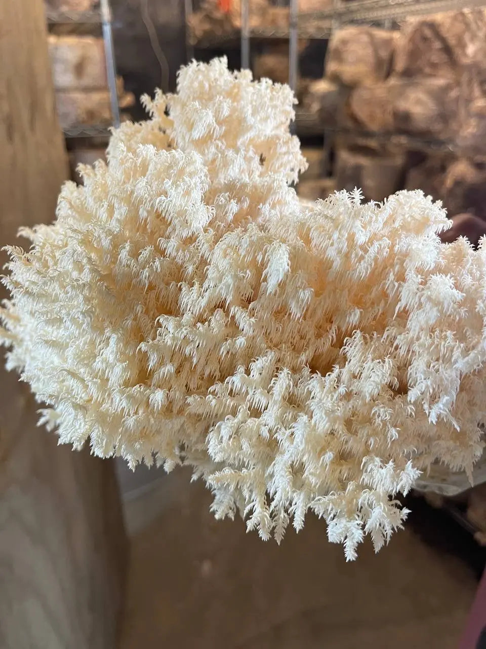 Growing Lion's Mane