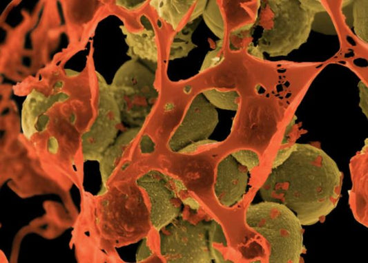Fermentation; creating novel food and drug sources