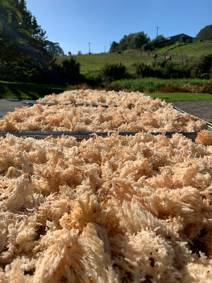 Lion’s Mane Powder