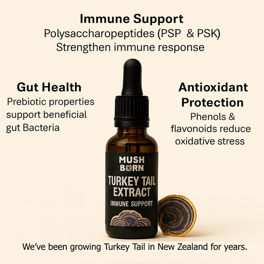 Turkey Tail Tincture [50 ml]
