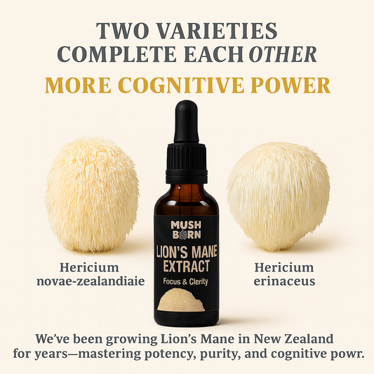 Lion’s Mane Extract [50 ml]