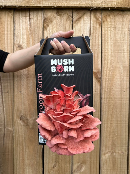 Pink oyster grow kit
