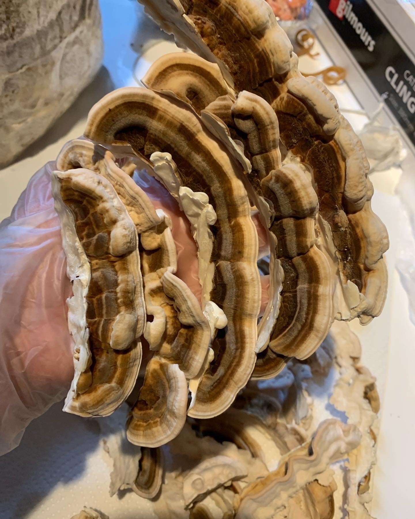 Turkey Tail Powder