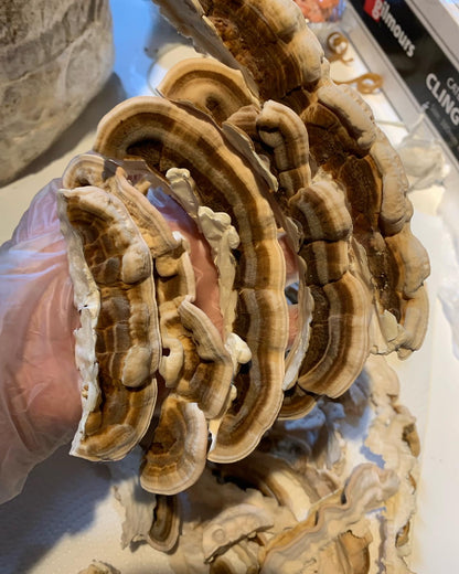 Turkey Tail Powder