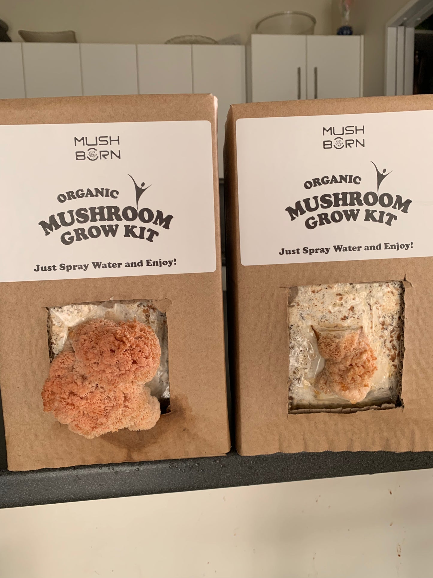 Lion's Mane Grow Kit MUSHBORN