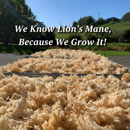 Lion’s Mane Extract [50 ml]