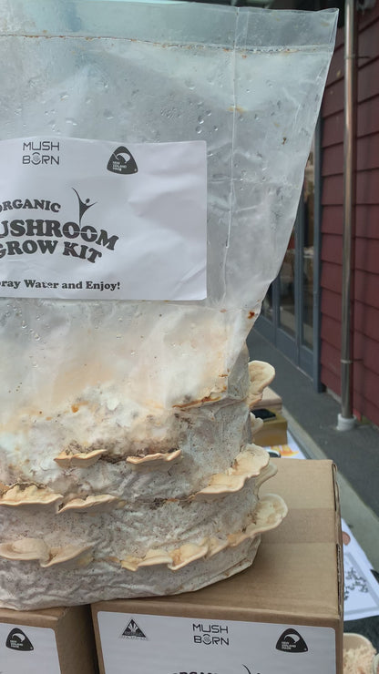 Turkey tail grow kit