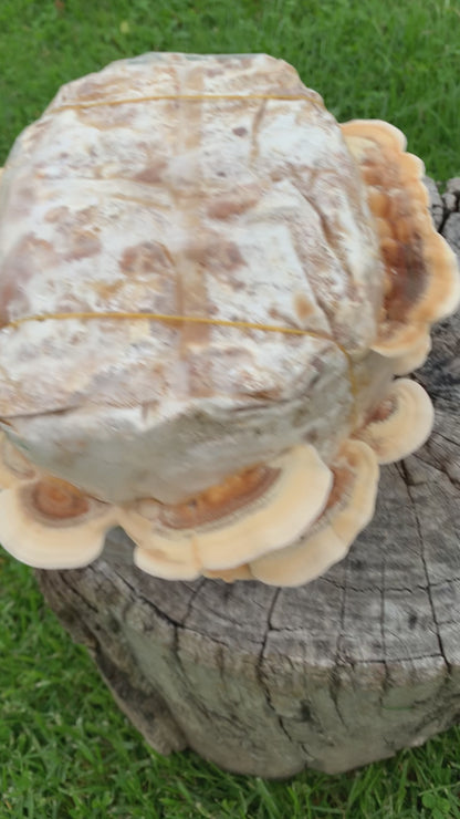 Turkey tail grow kit