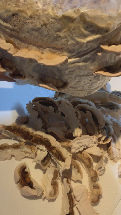 Turkey tail grow kit